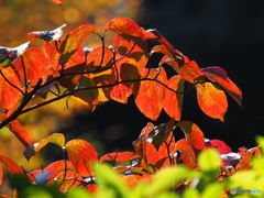 紅葉21-③