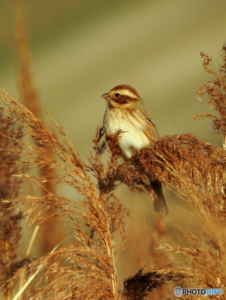 オオジュリン79