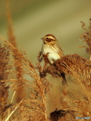 オオジュリン79