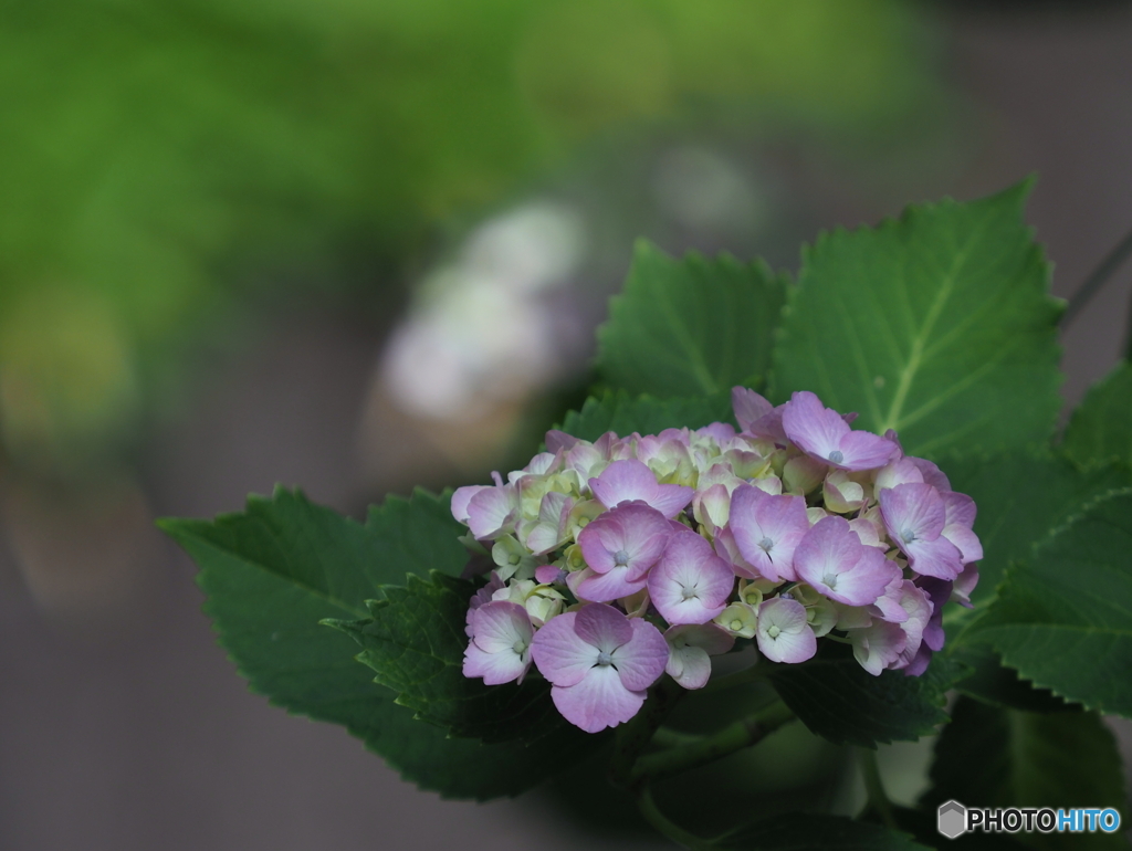 紫陽花22-③