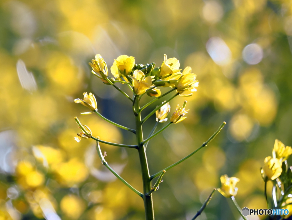 菜の花24-③