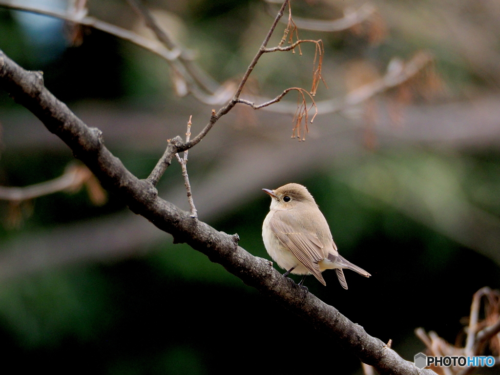 ニシオジロビタキ08