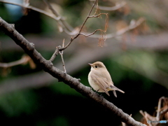 ニシオジロビタキ08