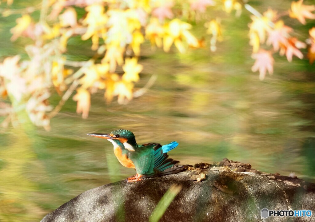 カワセミ574