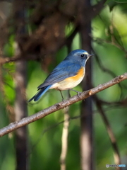 ルリビタキ200