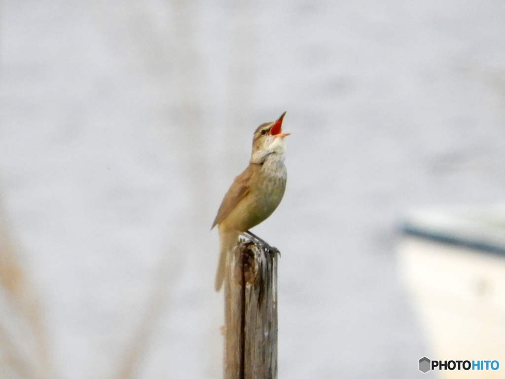 オオヨシキリ28