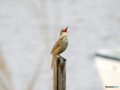 オオヨシキリ28