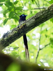 サンコウチョウ22