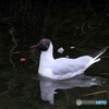 ユリカモメ32