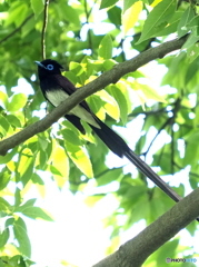 サンコウチョウ13