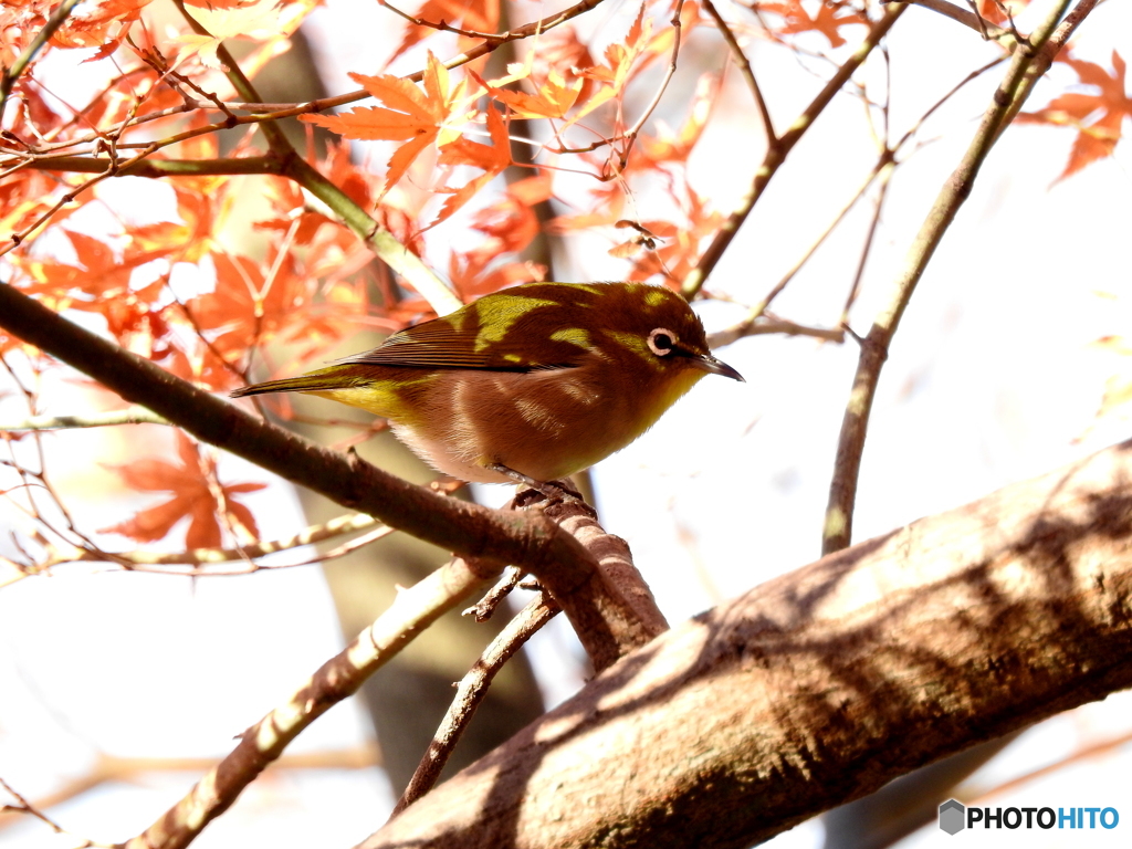 冬メジロ65