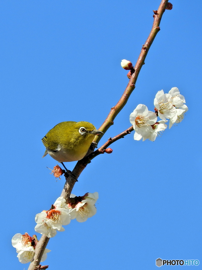 春メジロ82