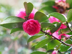 山茶花20-⑥