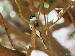 リュウキュウサンショウクイ08