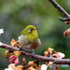春メジロ114