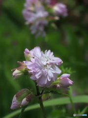 優曇華24-①