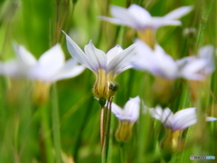 野辺の花01