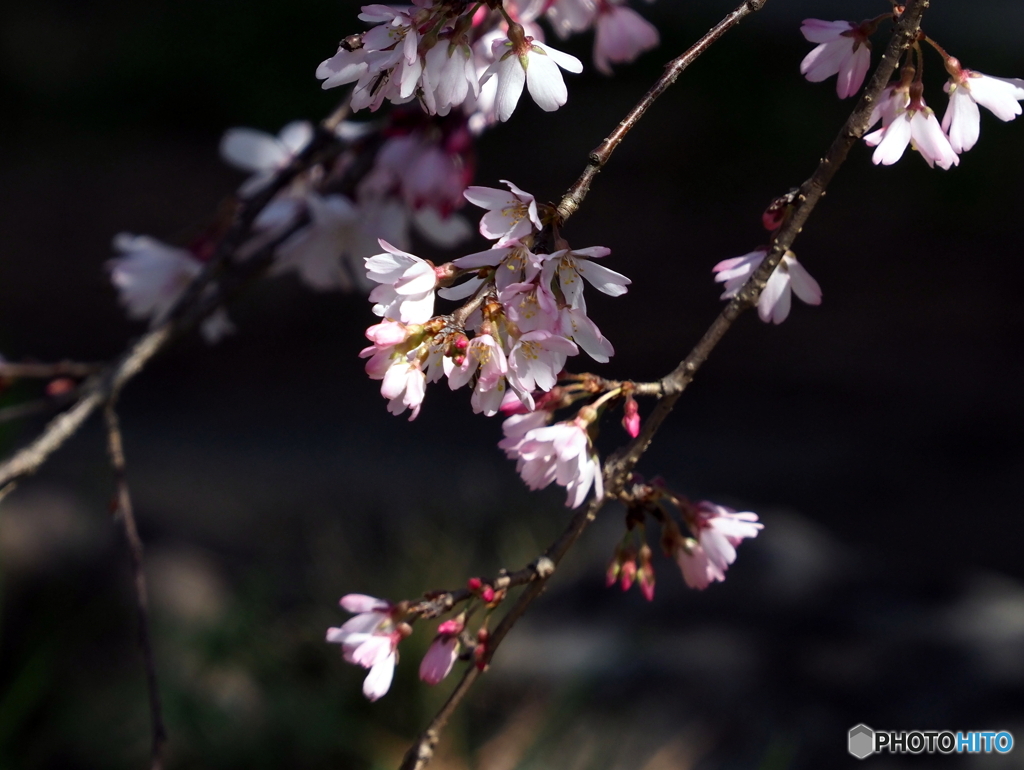 枝垂桜23-②