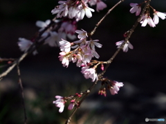 枝垂桜23-②