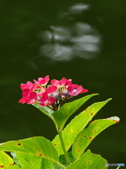 紫陽花19-21