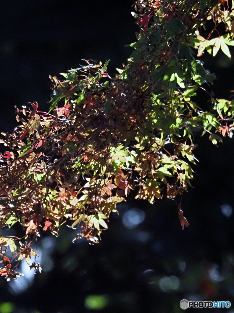 紅葉23-②