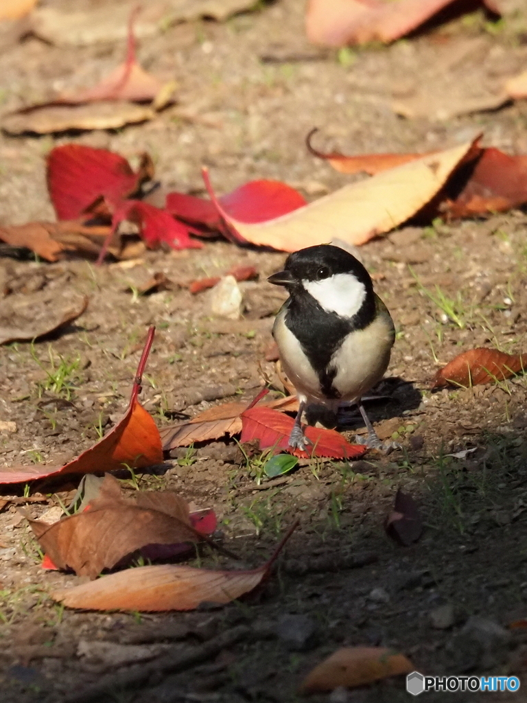 シジュウカラ401