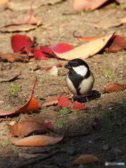 シジュウカラ401
