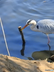アオサギ13