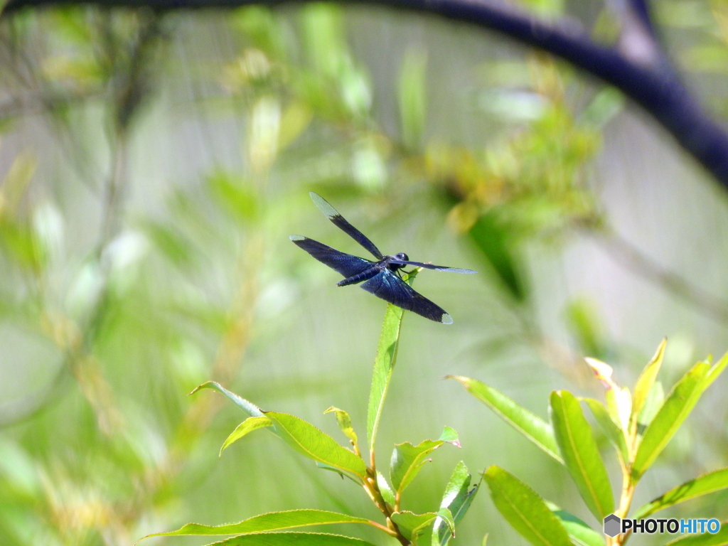チョウトンボ20-①