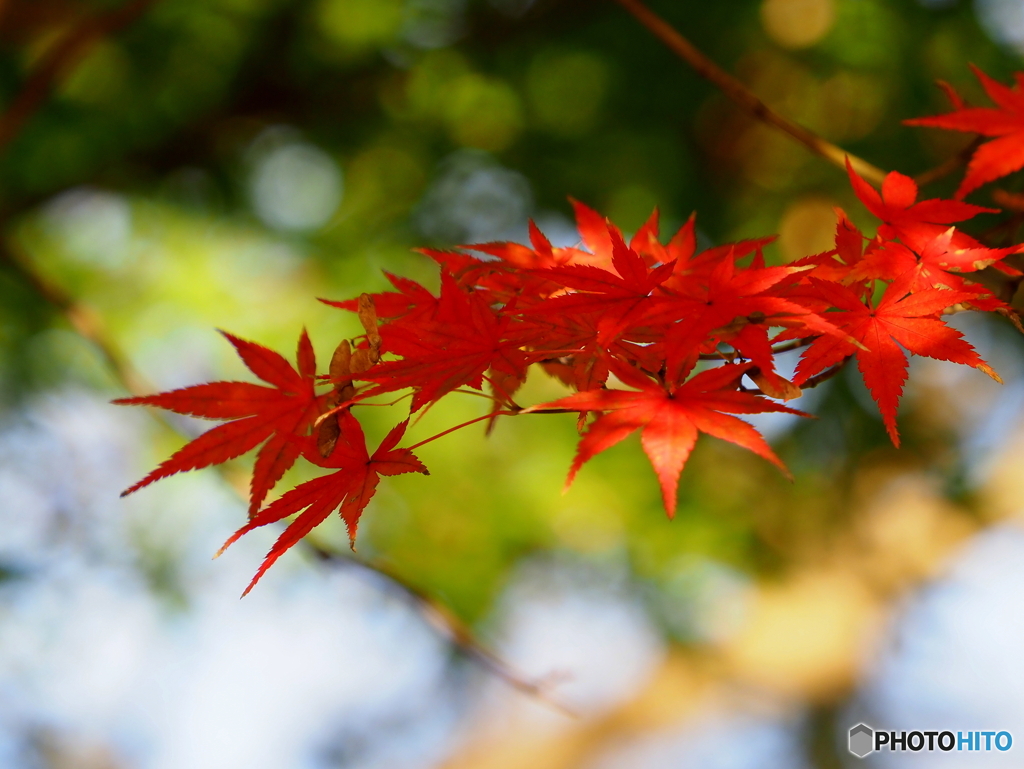 紅葉21-10