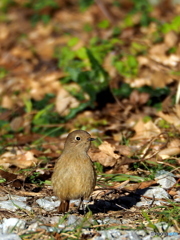 ジョウビタキ40