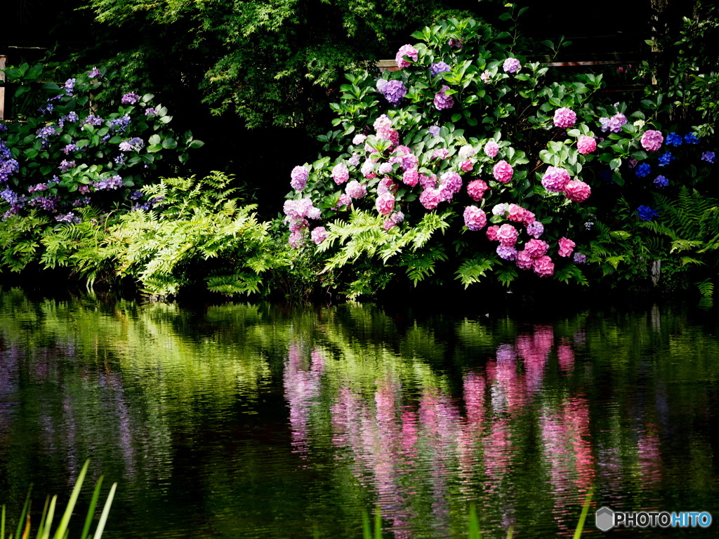 紫陽花19-22