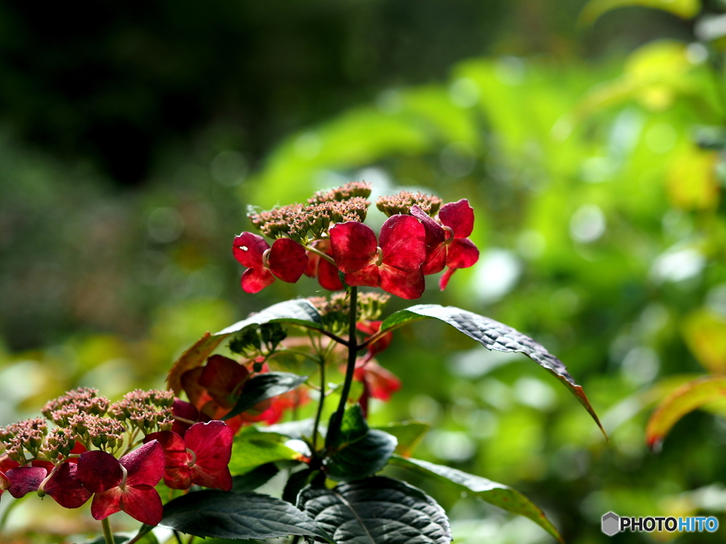 紫陽花21-16