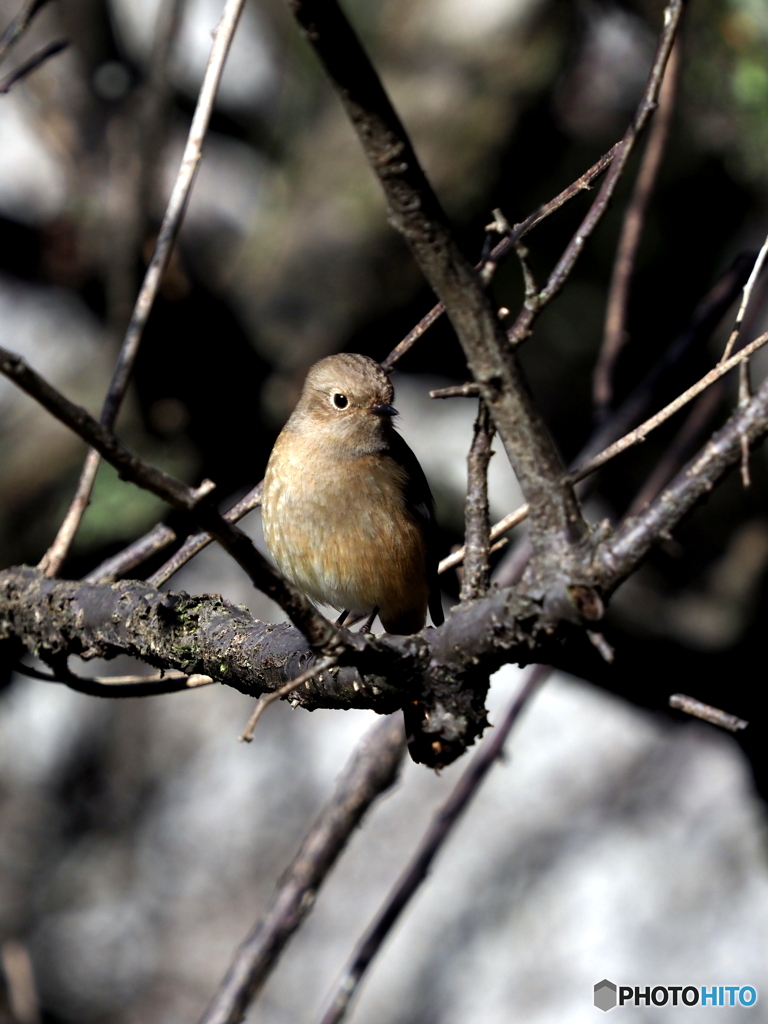 ジョウビタキ230