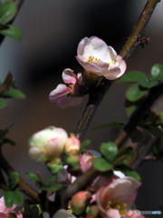 木瓜22-②