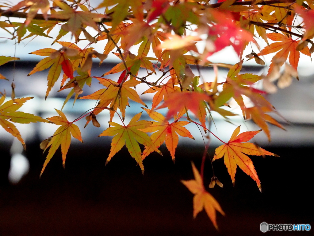 紅葉23-15