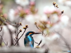 カワセミ585
