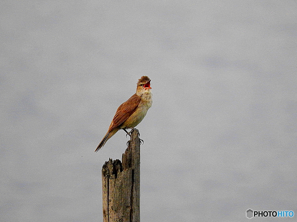 オオヨシキリ16
