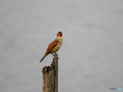 オオヨシキリ16