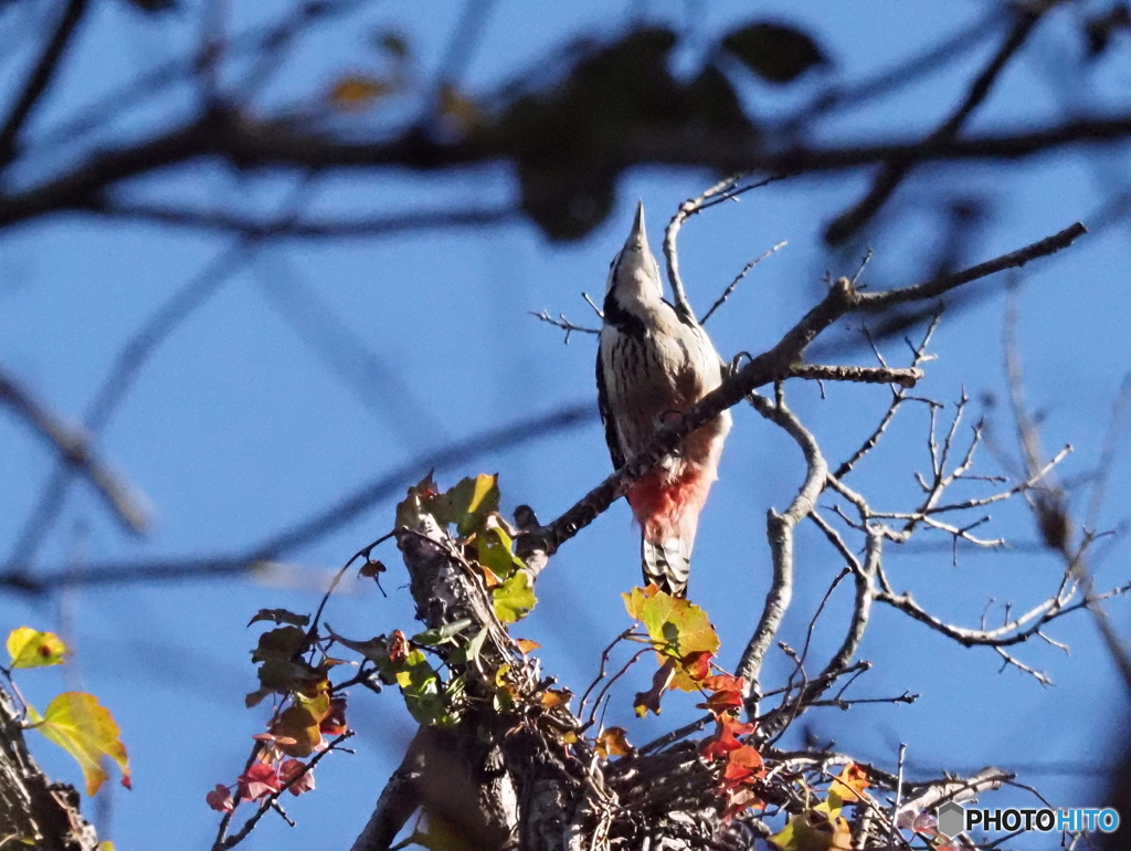 オオアカゲラ01