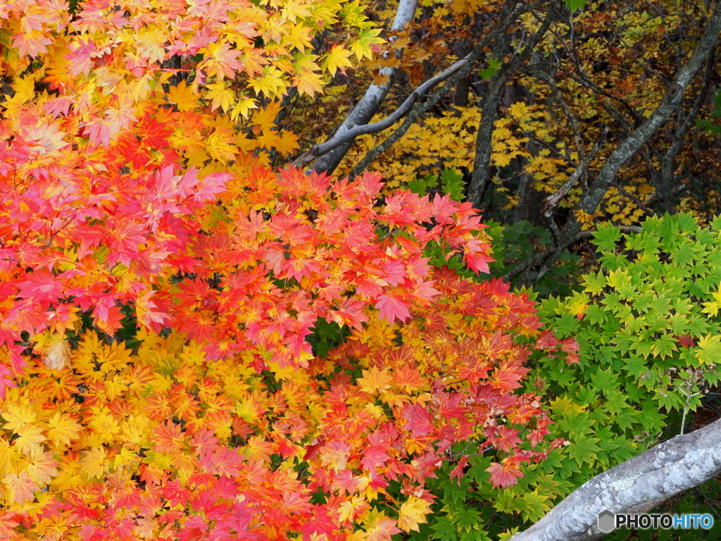 紅葉20-②