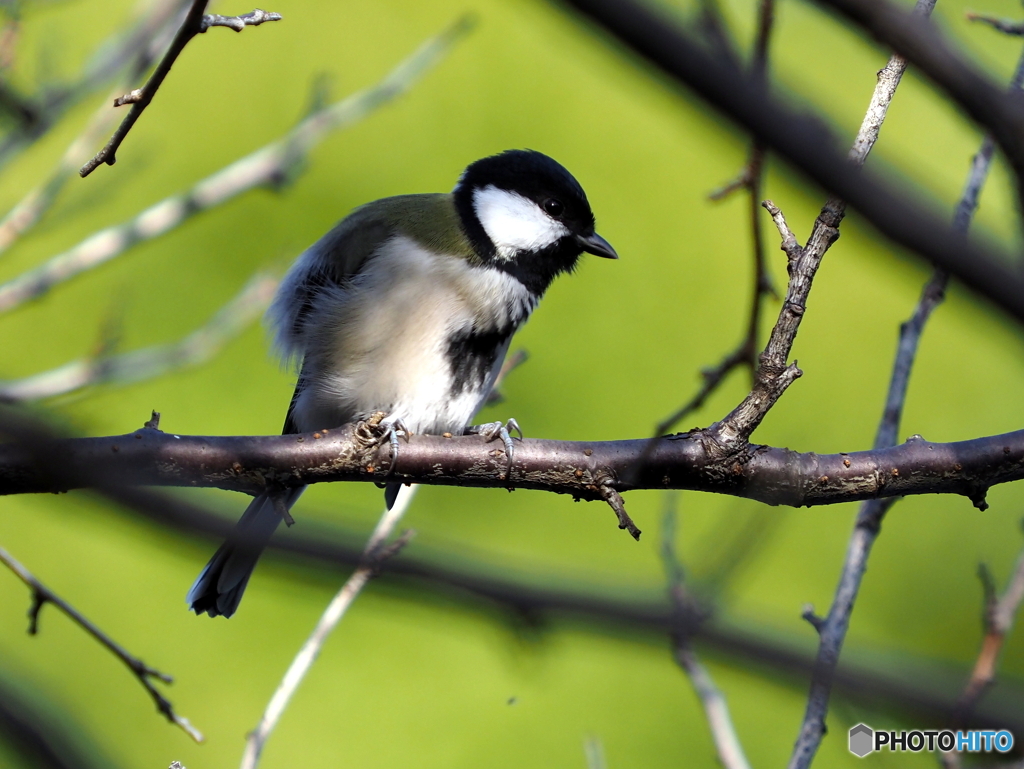 シジュウカラ303