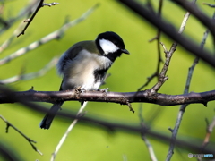 シジュウカラ303