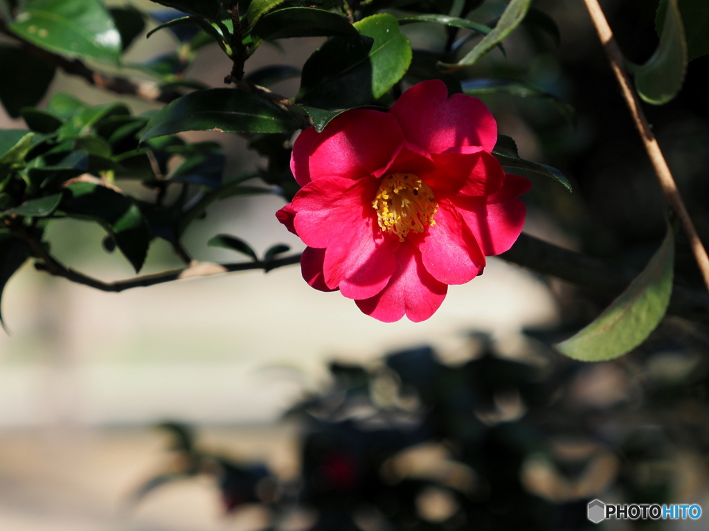 山茶花21-⑧