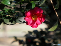山茶花21-⑧