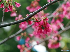 寒緋桜22-②