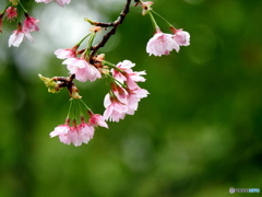 桜18-①