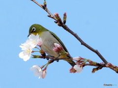 春メジロ269