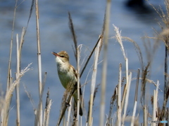 オオヨシキリ26