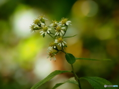 ノコンギク25-①